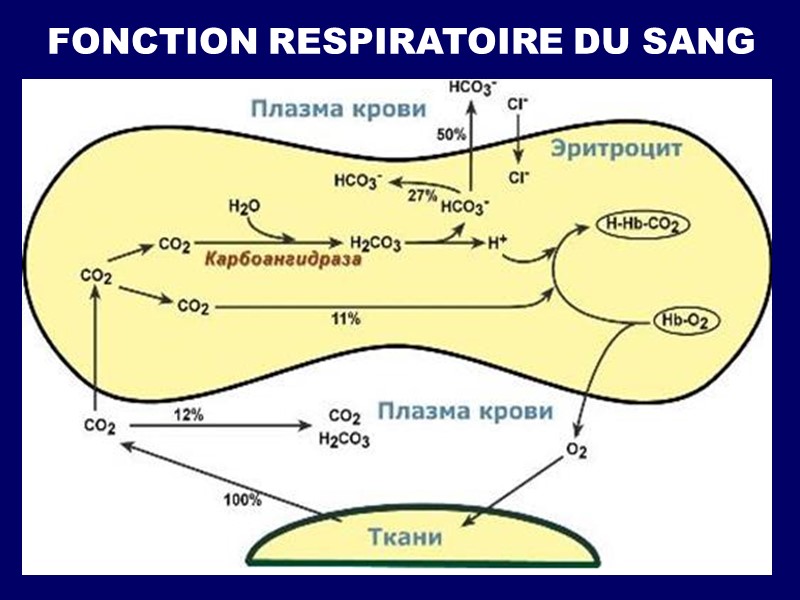 FONCTION RESPIRATOIRE DU SANG